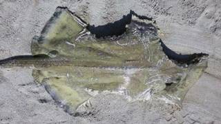 Una mantarraya se observa en la orilla tras haber sido alimento de tiburones, en Miami Beach.