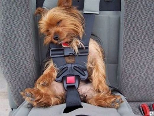 Como Viajar Con tu Perro en el Auto?