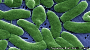 Vibrio vulnificus