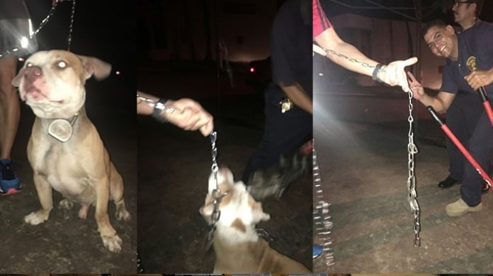 PolicÃ­as y Bomberos rescatan a un can encadenado en Arecibo 