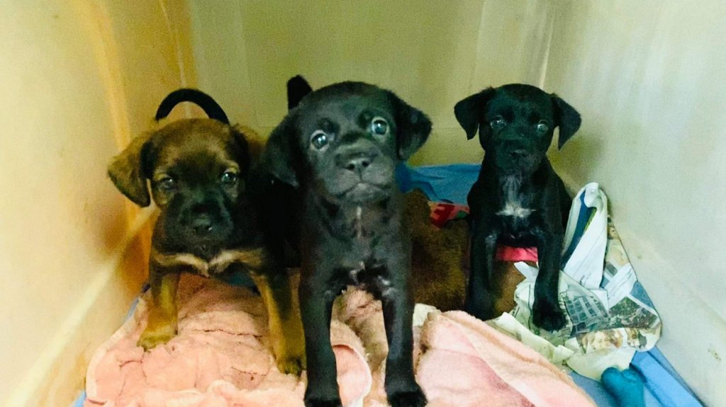  Santuario de Animales pide ayuda para cuidar y rehabilitar 60 cachorros y gatitos bebés 