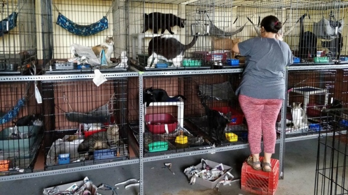 Santuario de Animales logra evacuar 36 perros y gatos hacia Estados Unidos en colaboraciÃ³n con The Humane Society