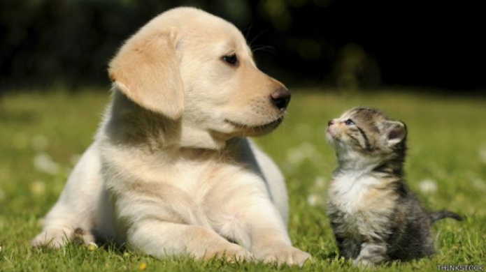 CuÃ¡l es la explicaciÃ³n cientÃ­fica a nuestra fascinaciÃ³n por las mascotas