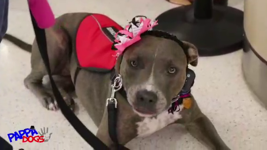  Video: Dos hermanos gemelos de Bayamón con autismo y una perra “Pitbull” que mordía y atacaba a otros perros 