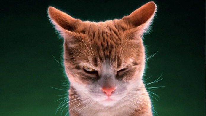 Â¿Por quÃ© los gatos triunfan ante los perros?