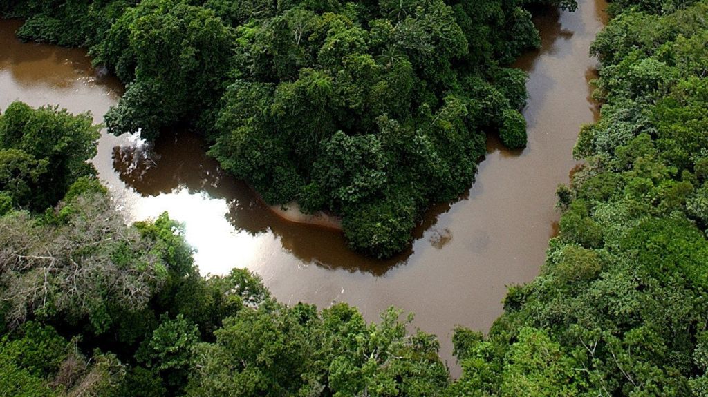 Registran a la primera ave hÃ­brida del Amazonas, el saltarÃ­n coronidorado