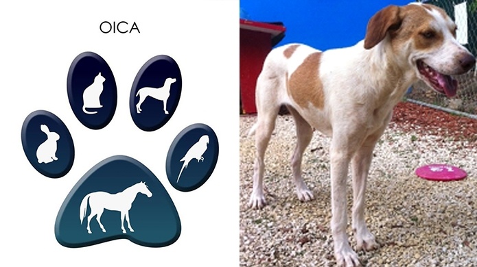 caso de allanamiento en Camuy- Articulo 3, Ley 154