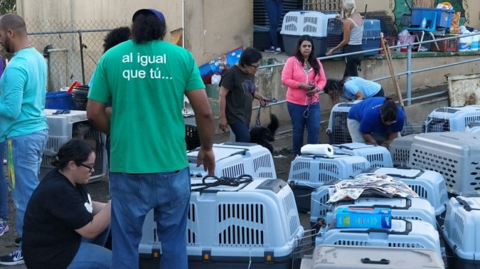 Fotos: 53 inquilinos del Santuario de Animales lograron sus "alas de amor" 