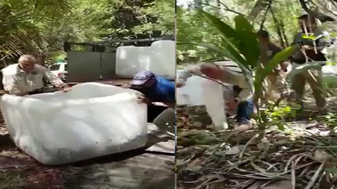  Video: Liberan cientos de jueyes incautados en Luquillo