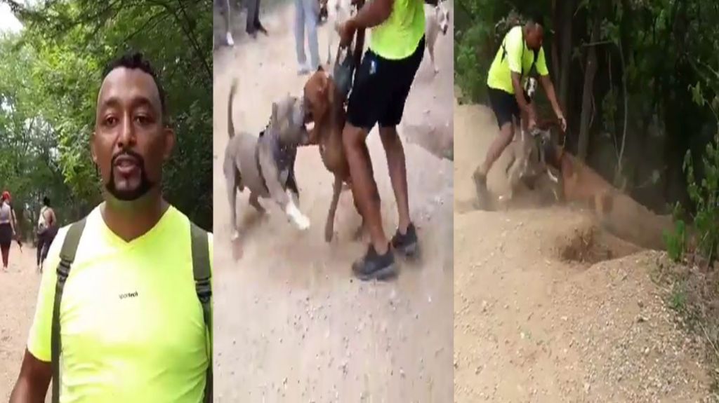  El realizaba un video de la socialización de perros peligrosos cuando sucedió lo imprevisto 