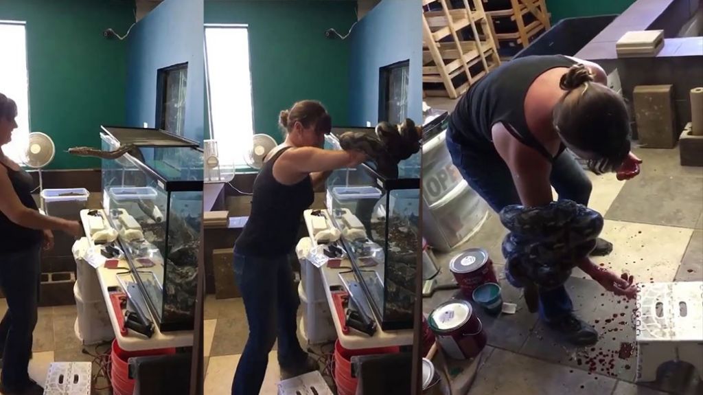  Video: Le iba a dar de comer a una serpiente, pero por poco la serpiente se la come a ella 