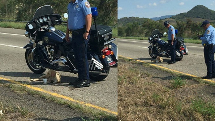 PolicÃ­as socorren y protegen perrito atropellado en Sabana Grande