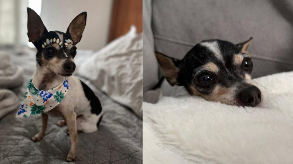  Buscan a Layla, perrita perdida en Yauco 