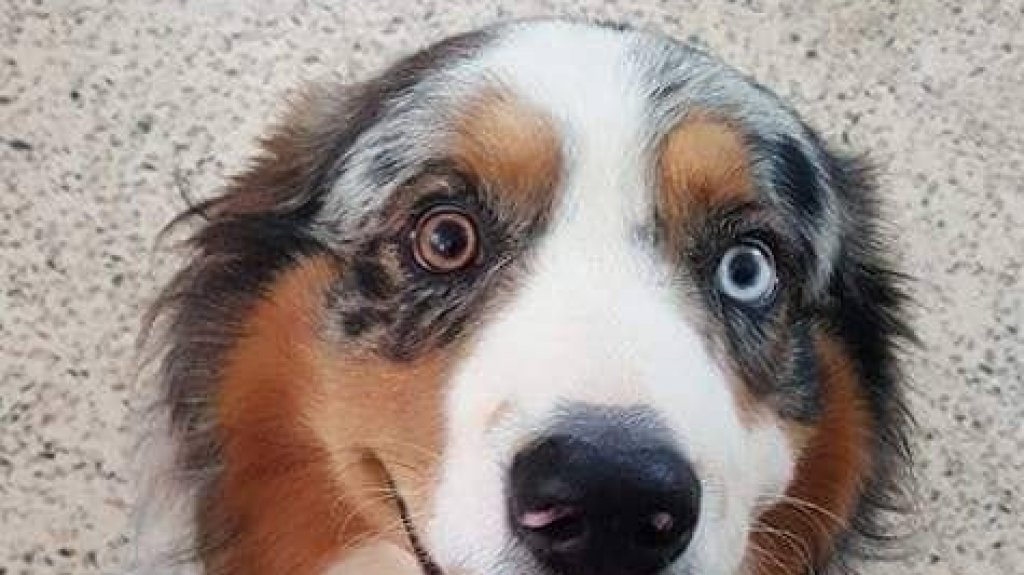  Gobernador crea grupo asesor para la protección de los animales 