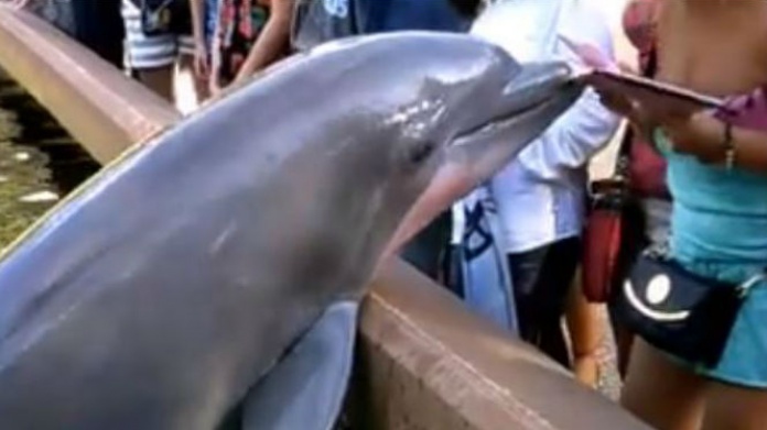 VIDEO: DelfÃ­n le roba iPad a mujer que le tomaba fotografÃ­a