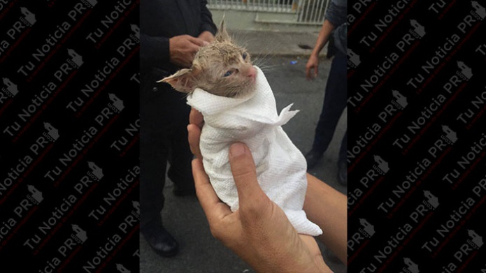 Video: PolicÃ­as rescatan un gatito enterrado en escombros 