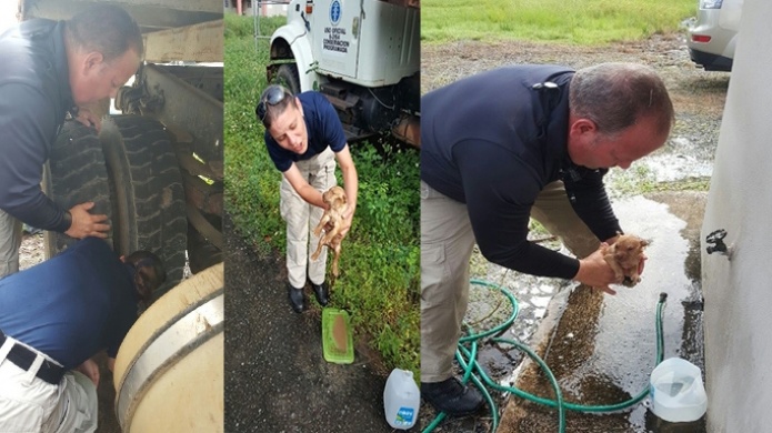  PolicÃ­as rescatan perrito atrapado en vehÃ­culo de EnergÃ­a ElÃ©ctrica