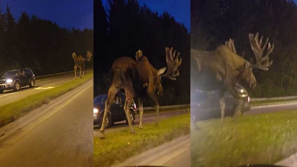  Video: Imponente Alce detiene el transito en Alaska 