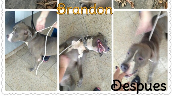 Brandon busca un hogar!