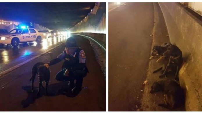 Policia Rescata varios Canes en el TÃºnel Minillas 