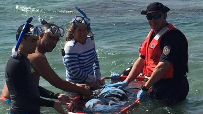 Rescatan manatÃ­ reciÃ©n nacido separado de su madre en playa de Aguadilla