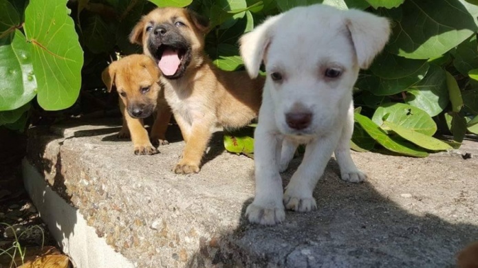 Gimnastas y rescatista unidos para dar hogar a perros abandonados