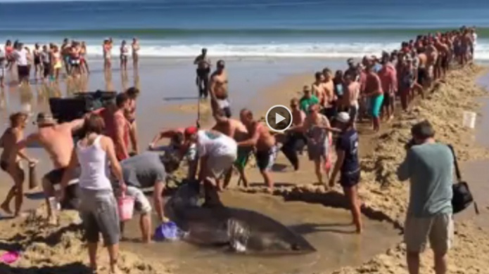 Video: Decenas de baÃ±istas rescatan un gran tiburÃ³n blanco atrapado en la arena