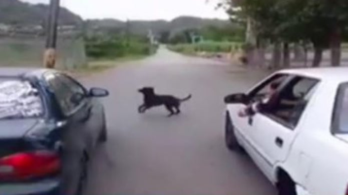 Video: Indignante arrollan un perro durante la "Fiebre" en Arecibo
