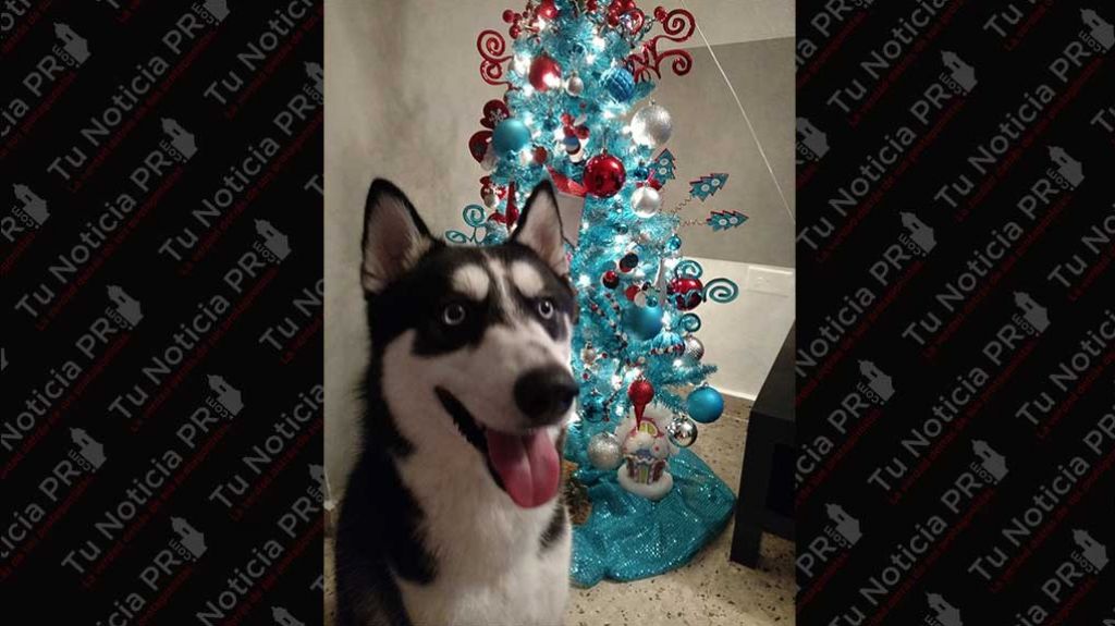 Apolo de Levittown les desea feliz navidad 