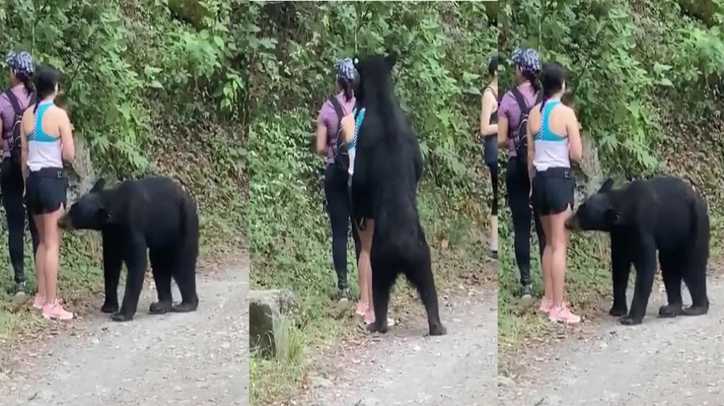  Video: Entonces sales de paseo y un oso llega y te hace quedarte “Frizado” 