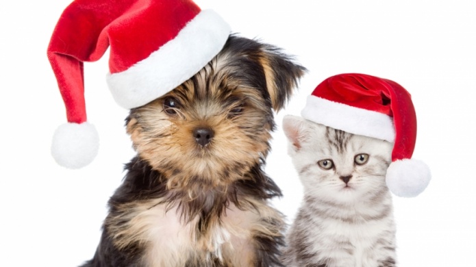 RetratarÃ¡n a mascotas con Santa Claus en Plaza Carolina