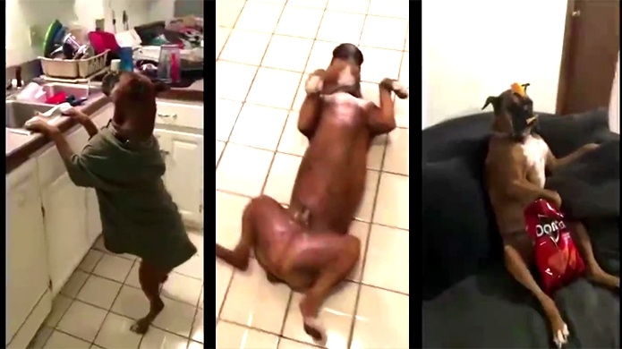 Video: Porque las mascotas no se quedan atrÃ¡s mira los "Mannequin Challenge" de los perros