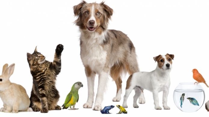 Caso Cuidado MÃ­nimo