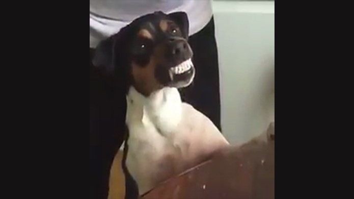 Video: Este perrito adora que su amo le cepillÃ© sus dientes