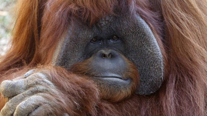 Muere orangutÃ¡n que se comunicaba con lenguaje de signos