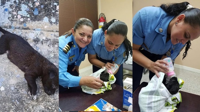 PolicÃ­as en Camuy rescatan un perrito y le dan "BiBi" 