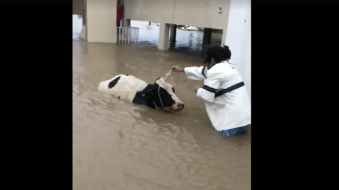 En video el rescate de una vaca en Toa Baja luego del huracÃ¡n MarÃ­a