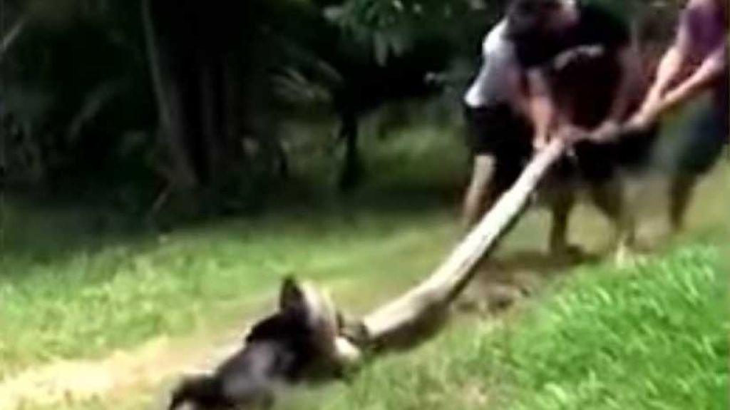  Video: El dramático rescate de un perro al que una anaconda arrastró hasta un río para comérselo 