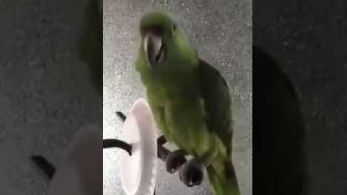 Video: Trata de enseÃ±arle nuevas canciones a la cotorra pero ella solo canta "Que perra mi amiga"  