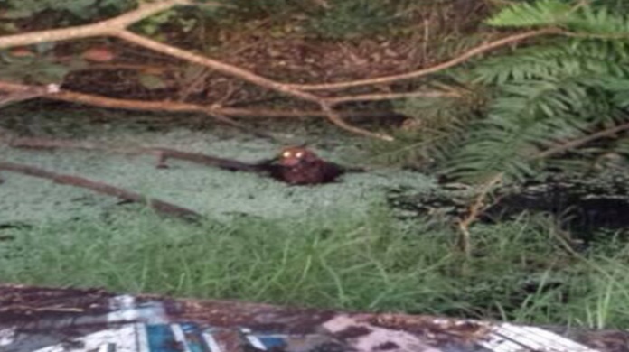 Agente de la PolicÃ­a de San Juan rescata un perro de un mangle