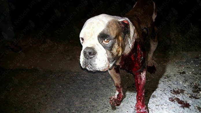 Ciudadano interviene con hombre que amarro un perro a su guagua y lo arrastraba por las calles de Aguada 