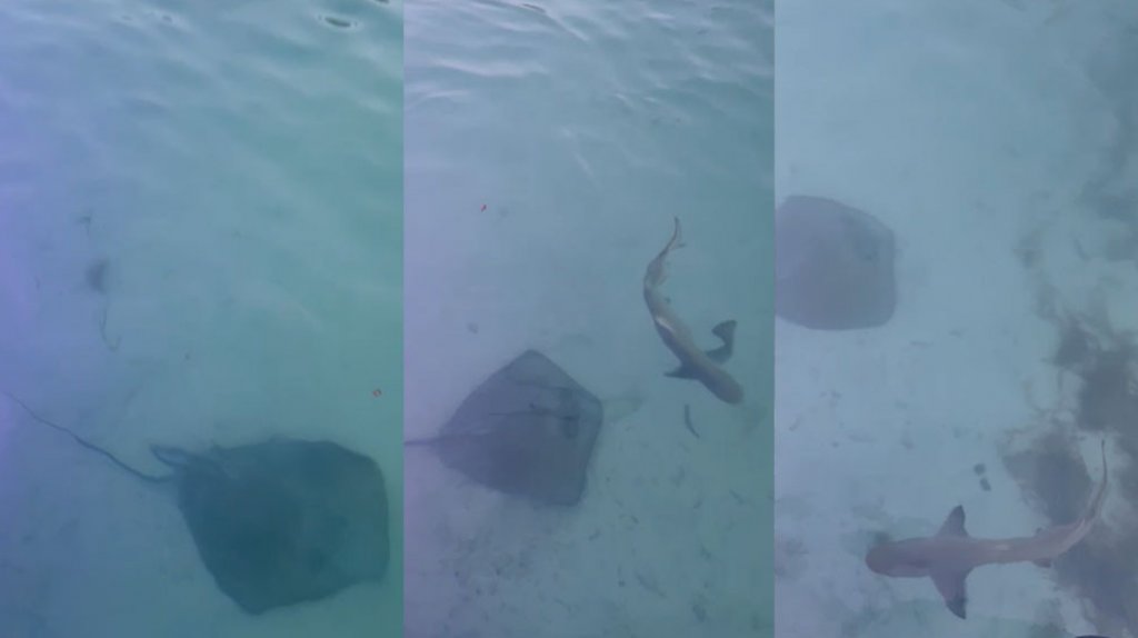  Video: Bañistas en Palomino disfrutan de espectacular vista de Tiburones y mantarrayas 