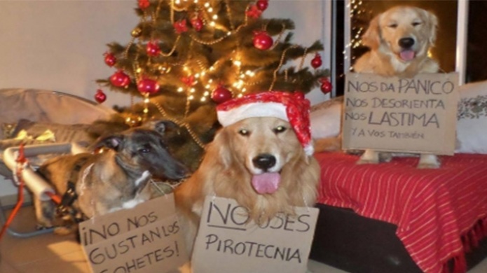 Protege a tu Mascota de los fuegos artificiales  Hoy despedida del aÃ±o 