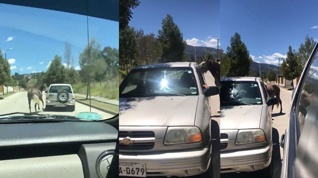  Video: El utilizó un auto para llevar un caballo galopando y un ciudadano lo detuvo por el abuso 