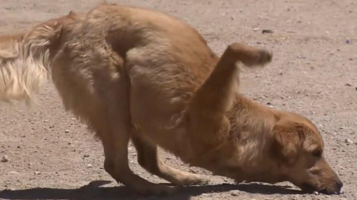 Video: Rexi, la perrita que naciÃ³ con las patas delanteras al revÃ©s
