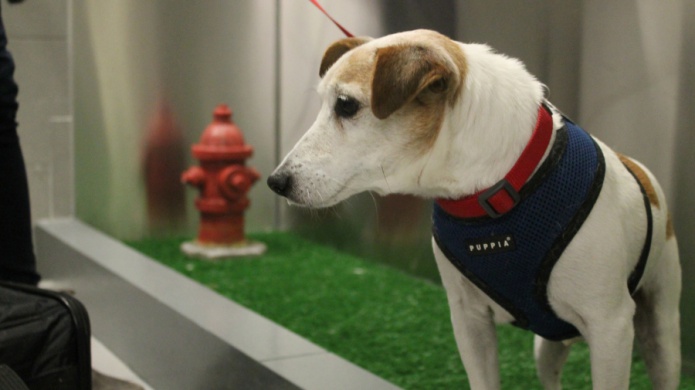 Aeropuerto de Nueva York estrena sanitario para mascotas