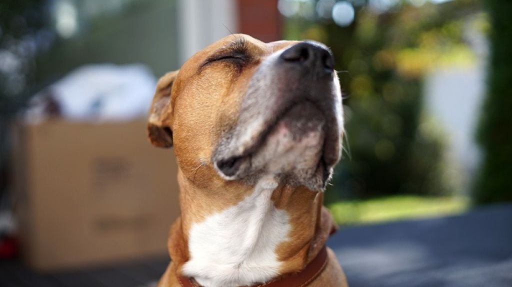  VIDEO: Perro finge un desmayo para evitar que le corten las uñas 