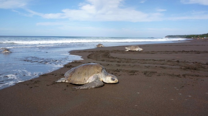 Se reporta la primera eclosiÃ³n de tinglares de este aÃ±o en PR