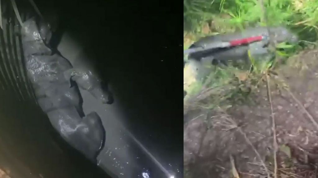  Video: Momento en que rescatan dos perritos que cayeron en un estanque de agua sucia en Guayanilla 