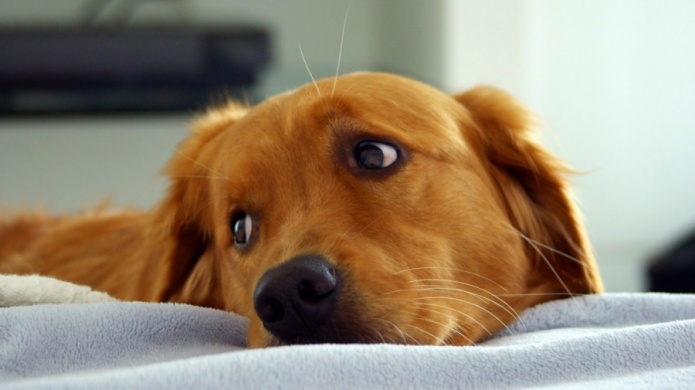 Utilizan nanopartÃ­culas de plata para curar moquillo en perros